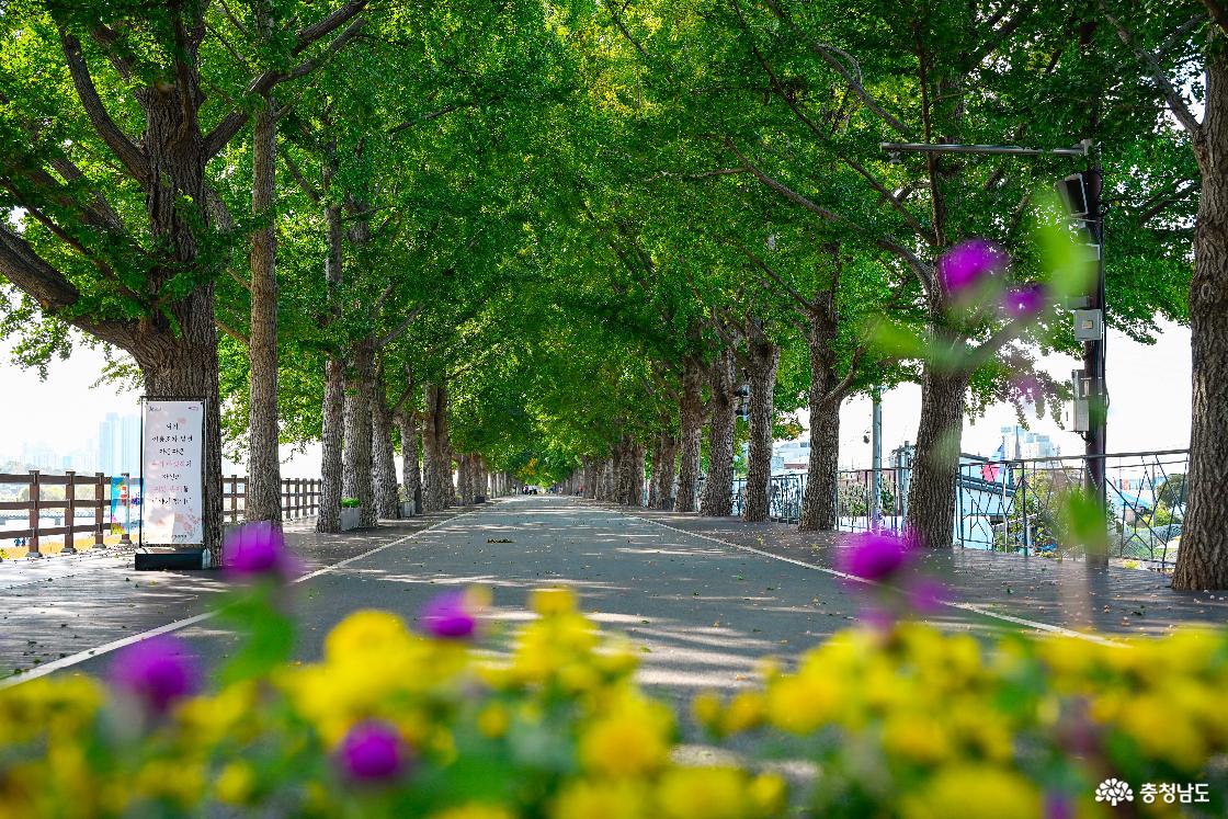 아산 곡교천 은행나무길, 노랗게 물드는 가을 산책