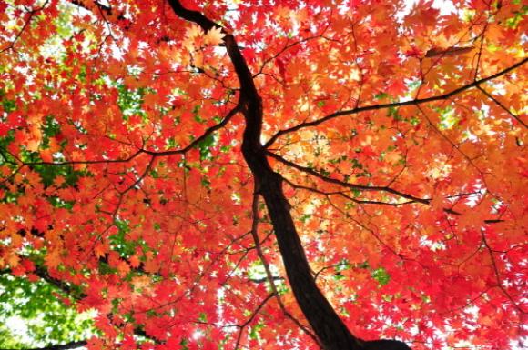 계룡산을 붉게 만든 단풍나무