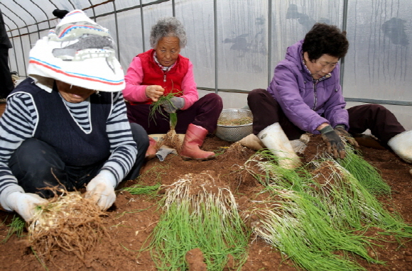 원북면 반계리 한 비닐하우스에서 농민들이 출하를 앞둔 달래를 수확하느라 분주하다.