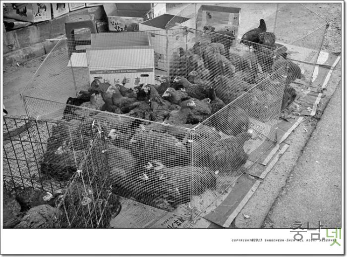 닭을 판매하고 있는 상인