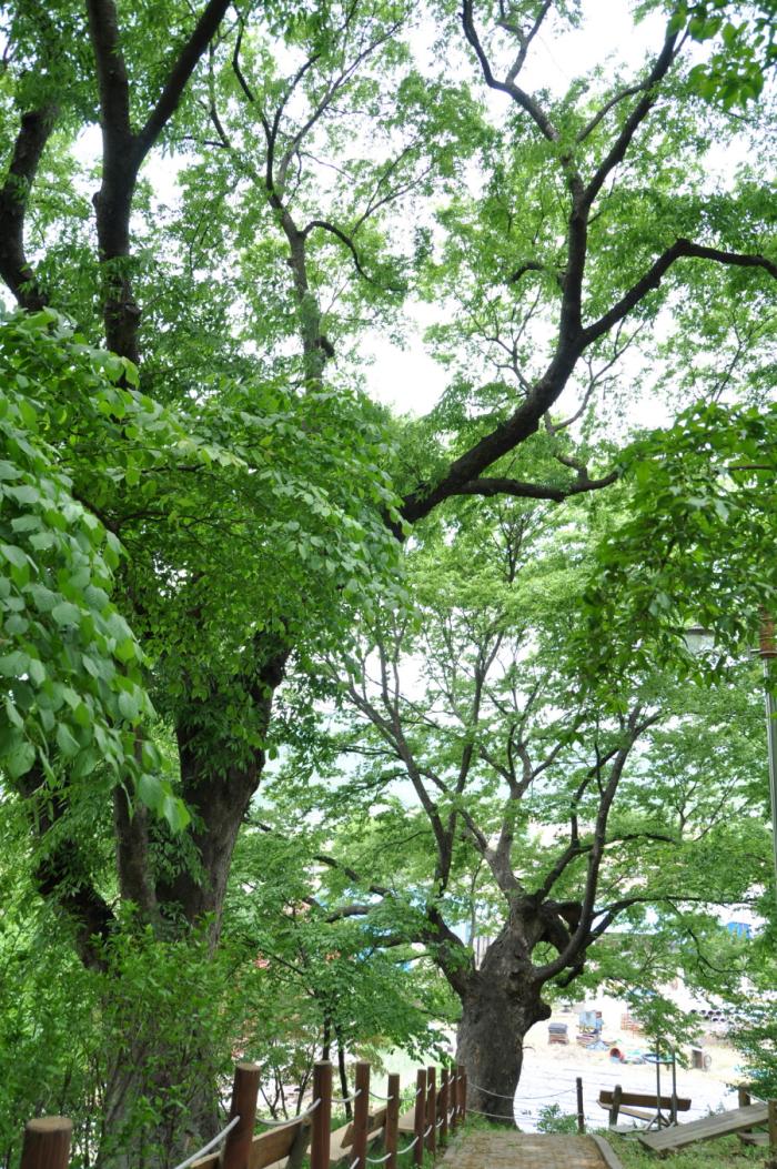 보호수로 지정된 느티나무