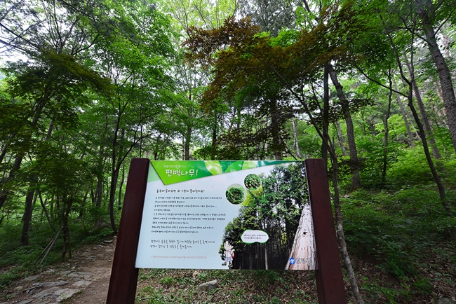 보령 성주산자연휴양림 사진