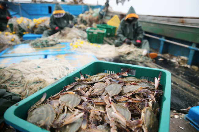 태안반도 꽃게잡이 어선들이 두 달간의 금어기를 끝내고 오늘(21일) 첫 출어에 나섰다. 사진은 근흥면 채석포항 꽃게잡이 모습.