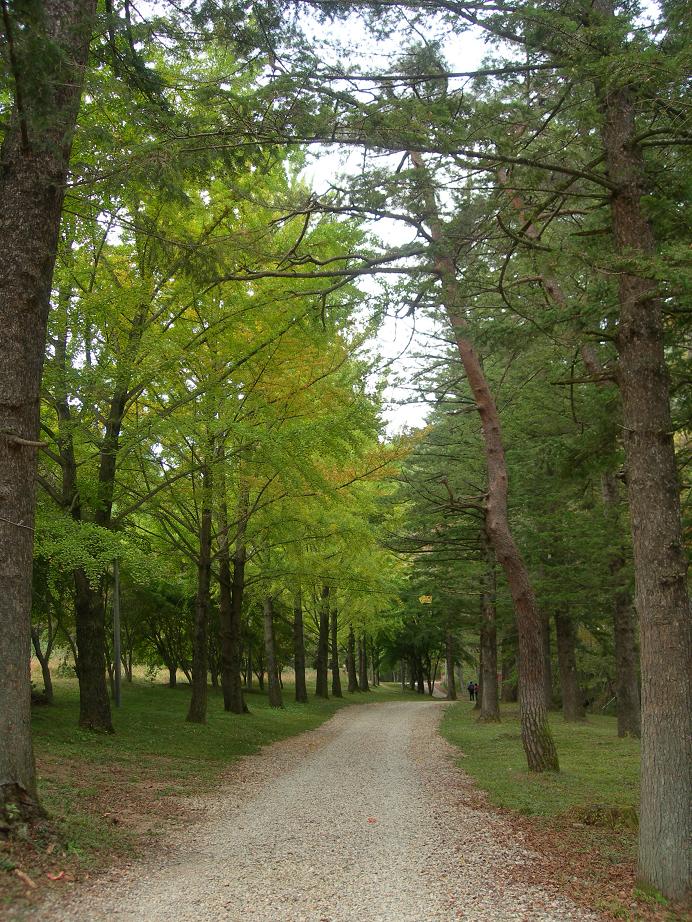 보석사 전나무 숲길은 내소사, 월정사와 더불어 우리나라 3대 전나무 숲길중 하나다. 