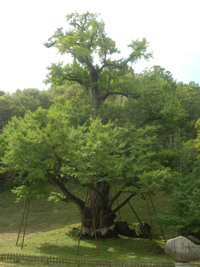 수령 1100년의 보석사 은행나무 위용