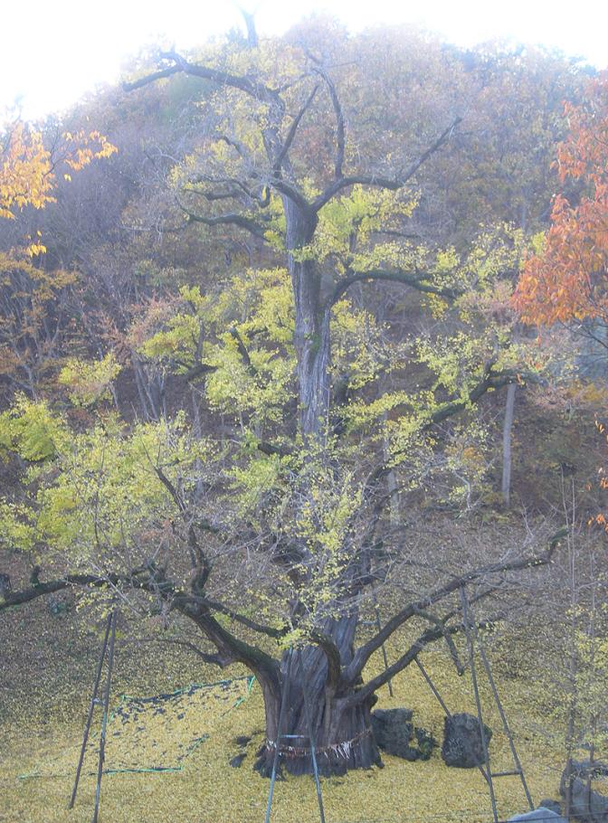 지난해 가을, 노랑으로 물들었던 보석사 은행나무의 모습