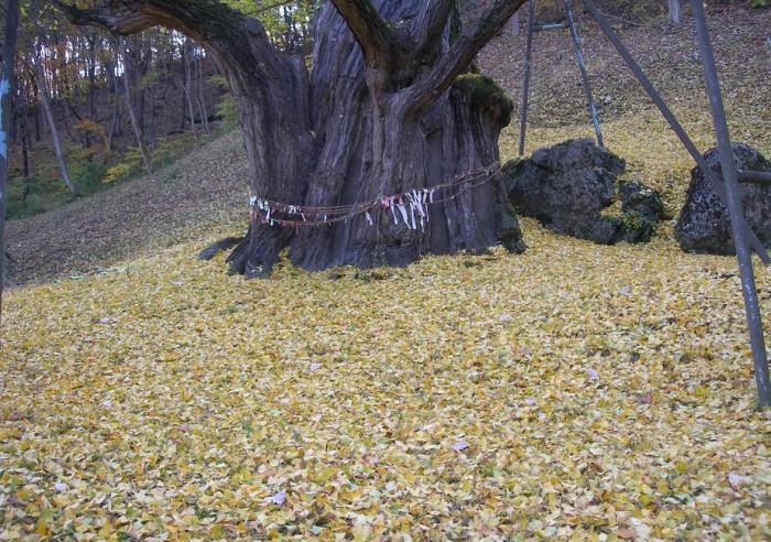 지난해 노란 은행잎들이 떨어져 완연한 가을의 모습을 보여주었다. 