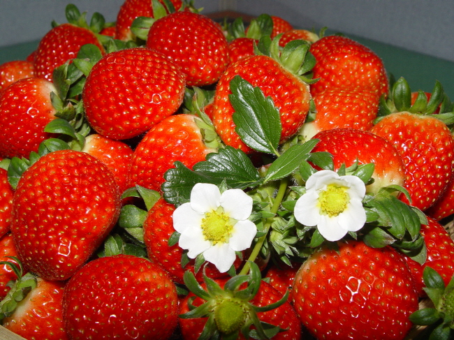 딸기 설향 거침없는 질주…국내 75% 점유