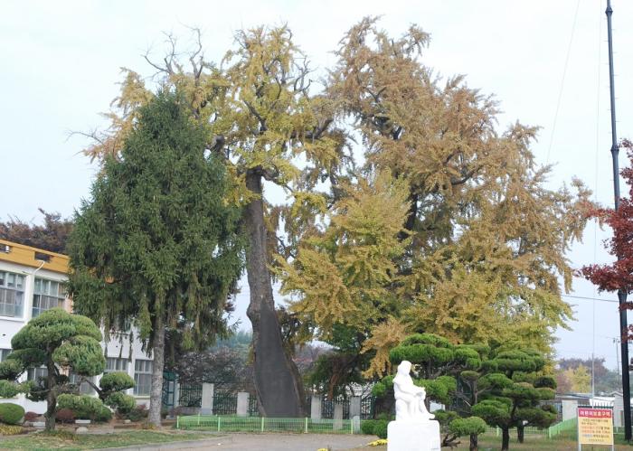 충남기념물 제82호인 면천 은행나무는 당진 면천의 명물중 하나이다. 
