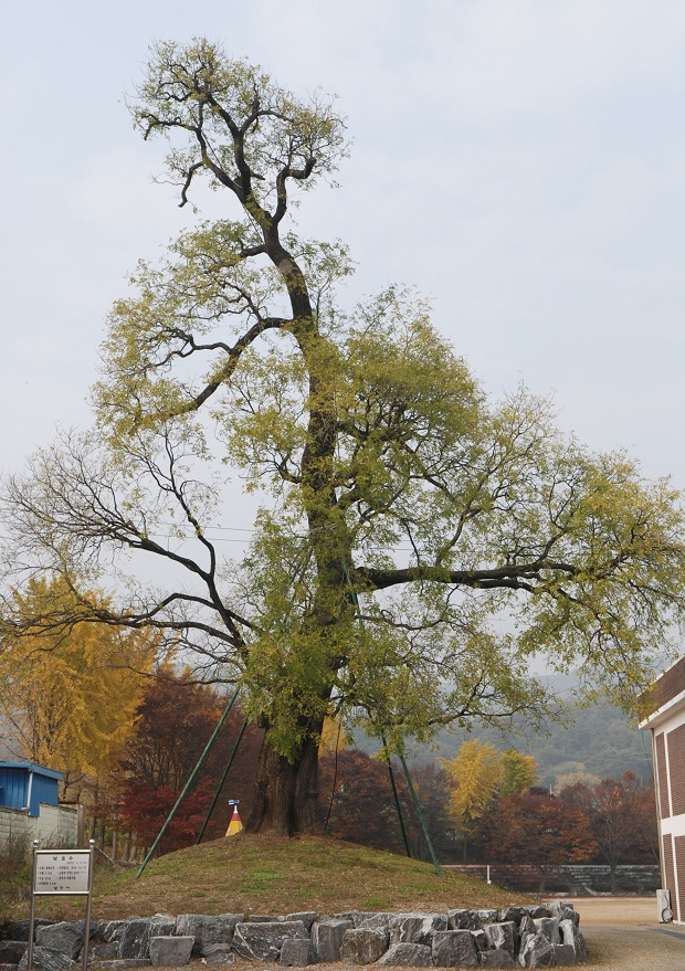 초등학교 서쪽편으로는 학자수라 불리는 270년 수령의 회화나무가 보호되고 있다. 