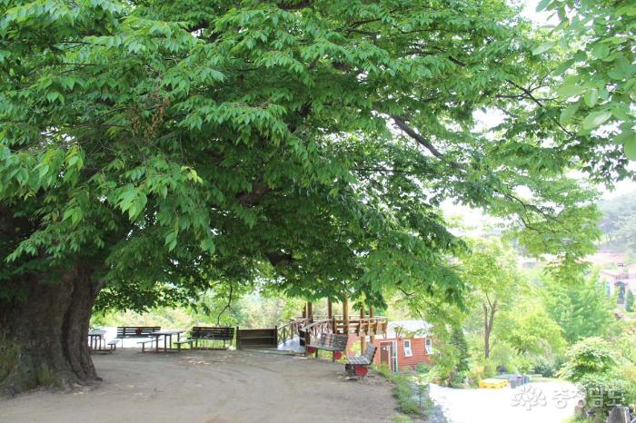 보호수인 느티나무가 수령 750여년을 자랑하며 봉림리의 상징나무로 우뚝 서 있다. 무한정보 자료사진.