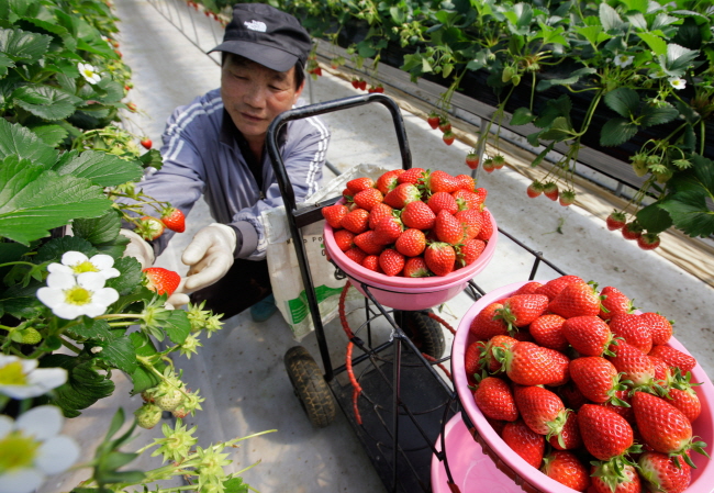 하이베드 농법으로 딸기를 수확하고 있는 농민.