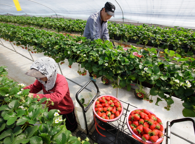 하이베드 농법으로 딸기를 수확하고 있는 농민.