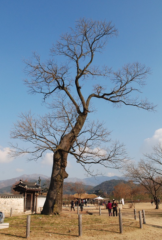 배교를 거부한 천주교도들은 이 나무에 머리채가 매달리거나 교수형에 처해졌다. 