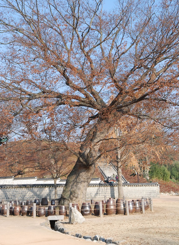 느티나무의 늠름한 모습 