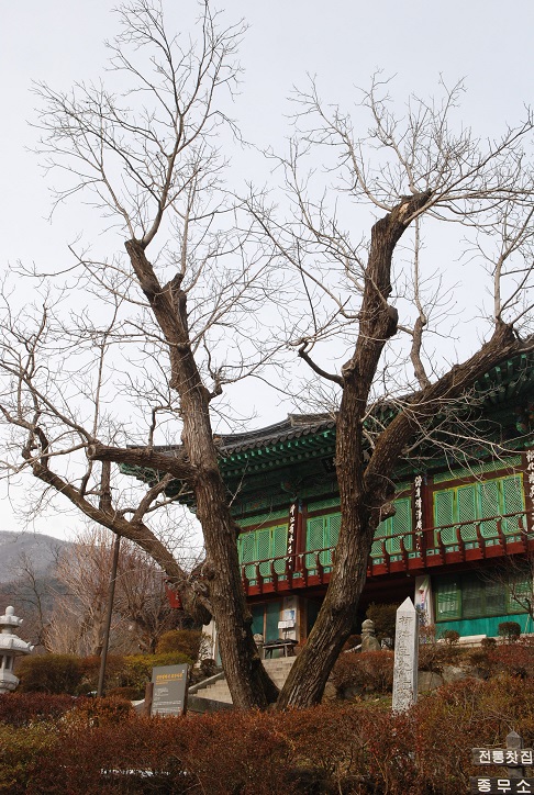 고려 통역관리였던 류청신이 호두나무 묘목을 가져와 광덕사 경내에 심었다고 한다. 