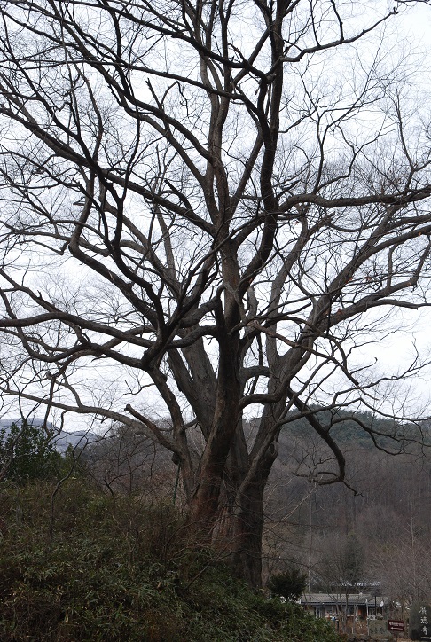 광덕사 일주문을 지나면 수령 440년의 느티나무가 있다. 