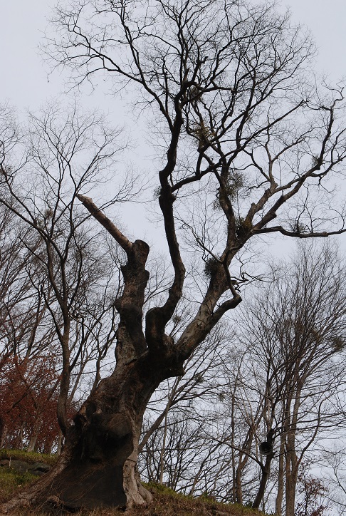 대웅전 옆의 수령 500년된 느티나무 자태도 멋있다. 