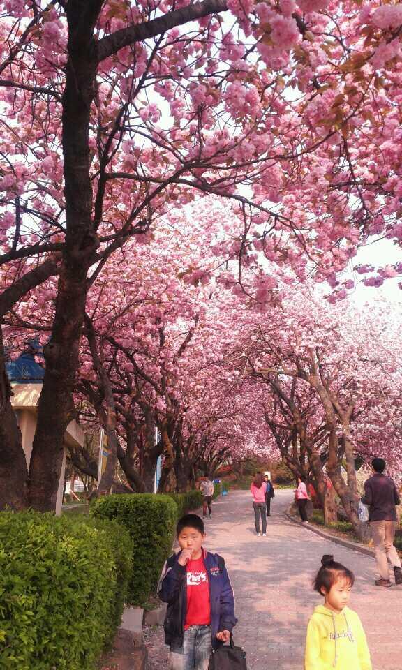 남산공원이 분홍빛으로 물들었네! 사진