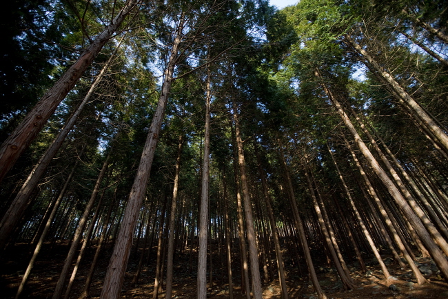 편백나무 숲이 있는 성주산휴양림