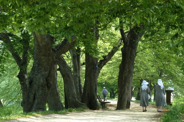 천년의 숨결 푸른 대숲 이야기 담양 대나무 축제