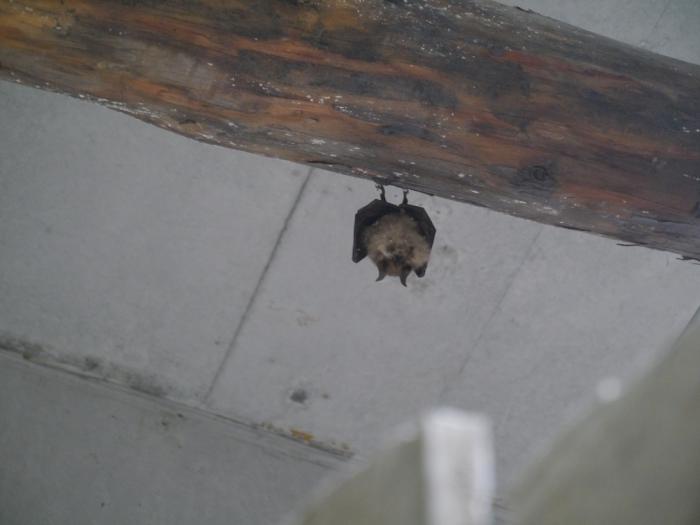 박쥐가 사는 독립운동가 기념관, 믿기시나요?
