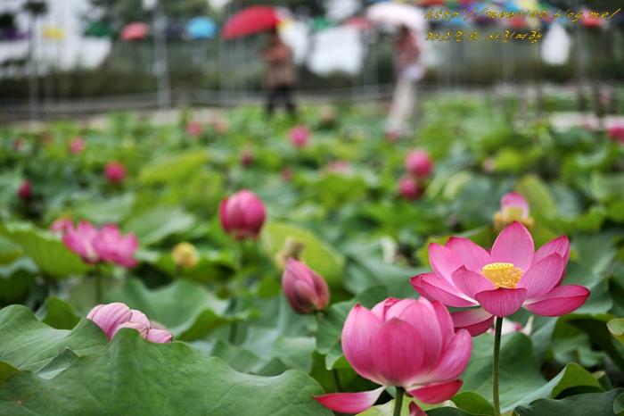 미리가본 부여서동연꽃축제 2014 사진