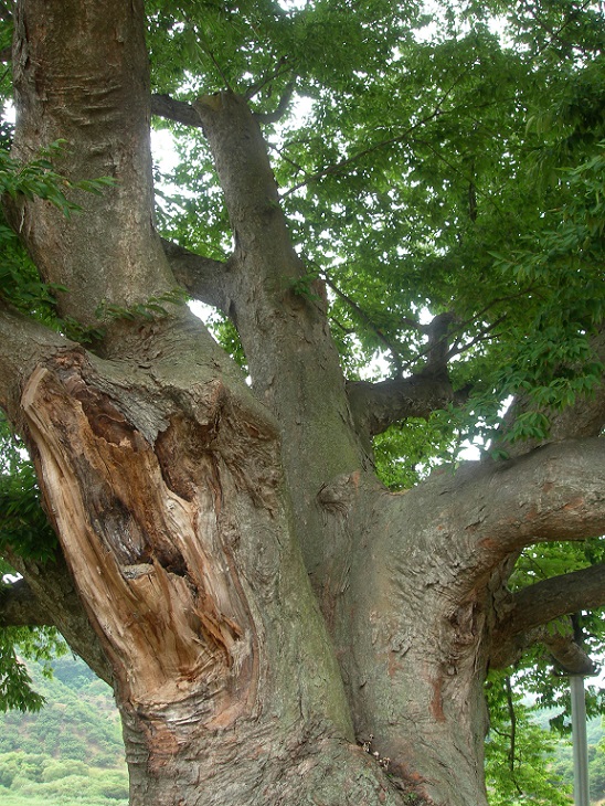 600년의 세월이 흐르다보니 노쇠화되어 여러곳이 고사되고 있다. 이에 충남도는 2010년부터 이 나무의 후계목을 육성하고 있다. 