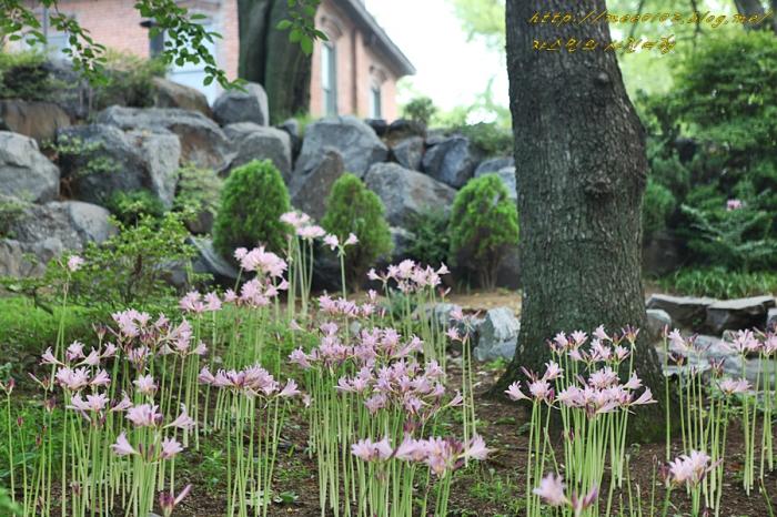 상사화와 배롱나무꽃이 곱게 핀 아산 공세리성당의 여름 사진
