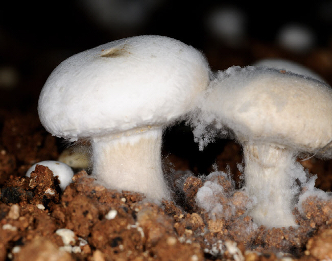 확산 빠른 버섯 흰곰팡이병 예방이 최선
