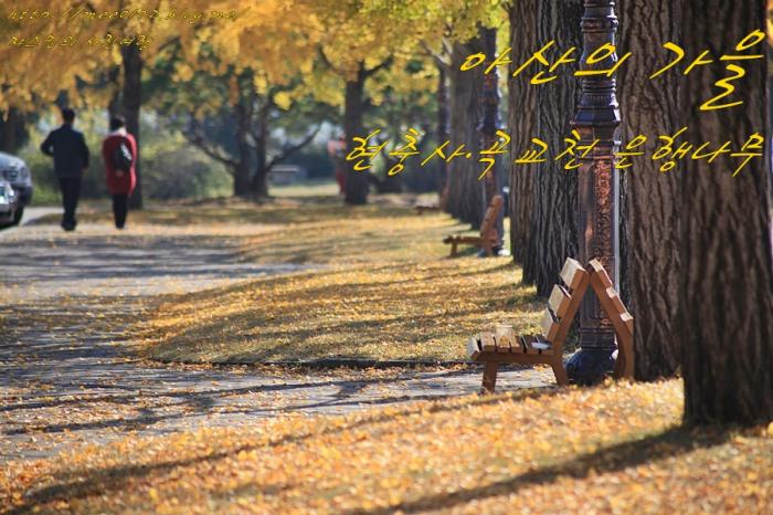 아산 현충사 · 곡교천 은행나무와 국화전시회 사진
