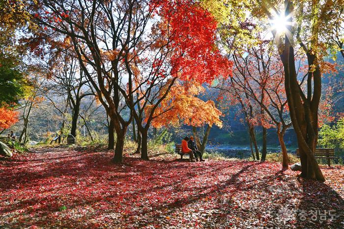 가을에 더 아름다운 계룡산 갑사(甲寺)로 떠나는 가을여행 사진