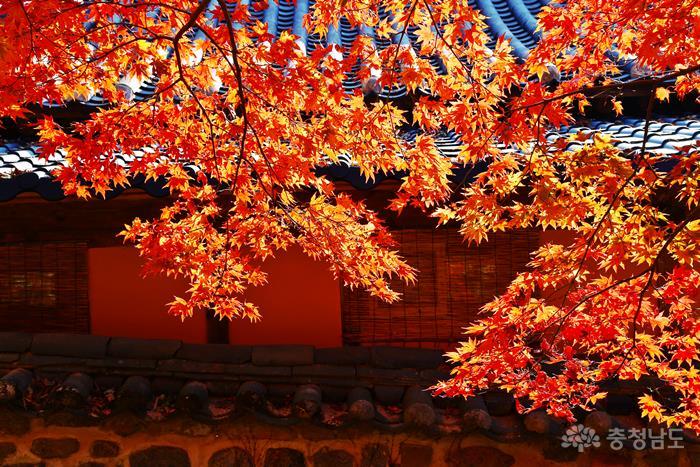 가을에 더 아름다운 계룡산 갑사(甲寺)로 떠나는 가을여행 사진