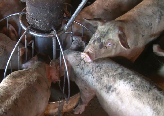 오메가3 사료를 먹고있는 돼지들
