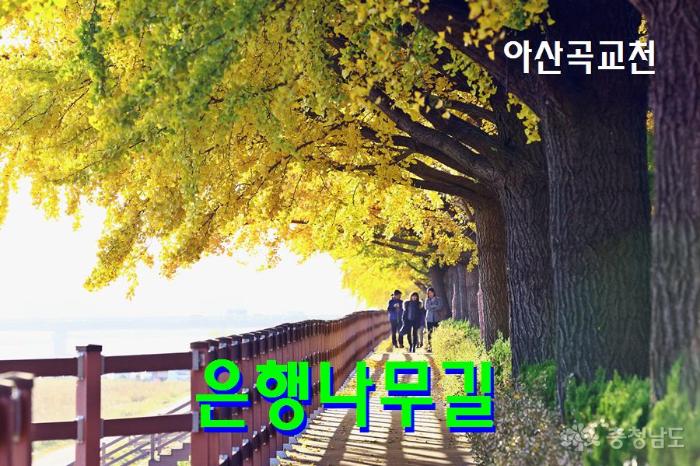 가을사진찍기좋은아산곡교천은행나무명품가로수길 1