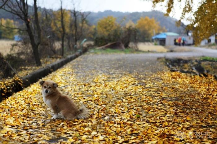노랗게 물든 가을의 뒤안길을 걷다 사진