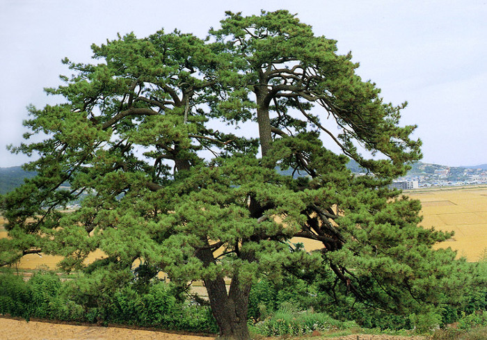 수령 400년에 높이가 17.4m에 이르러 우리나라 최고의 곰솔이라 할만한 아름다움을 지녔던 나무였다. 