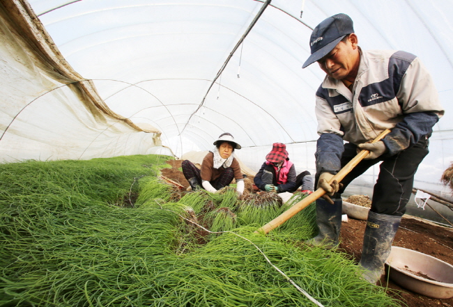 음암면 탑곡리에서 농민들이 겨울철 입맛을 돋우는 황토달래를 수확하느라 바쁜 손놀림을 보이고 있다.