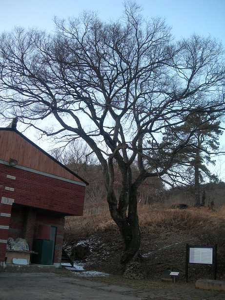 충청남도 기념물 제167호인 양지리 팽나무는 전국 유일의 팽나무 연리목이다. 