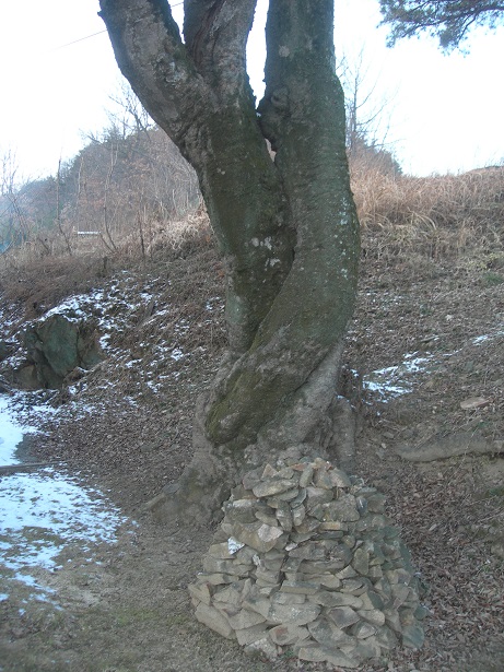 200여년전 한 팽나무 옆에 새로운 팽나무 한그로가 자라 서로 엉켜붙어 연리목이 되었다고 전해진다. 