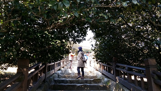 우리나라 최북단에 서식하는 동백나무
