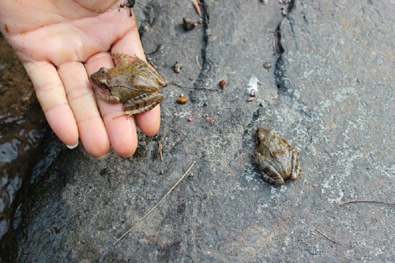 마을 주민들의 노력 덕분에 실제 서식하고 있는 토종 개구리