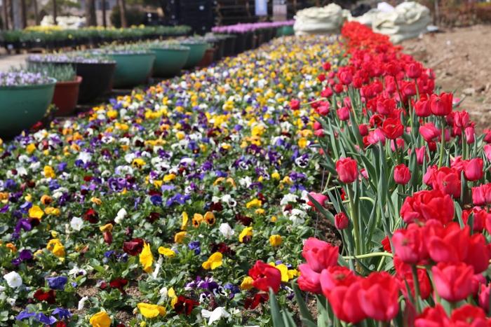 국내 최대규모 아산 세계 꽃 식물원에서 '힐링' 사진