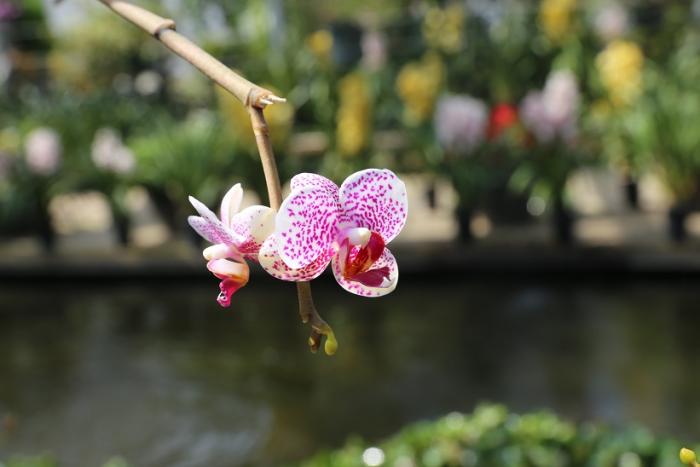 국내 최대규모 아산 세계 꽃 식물원에서 '힐링' 사진