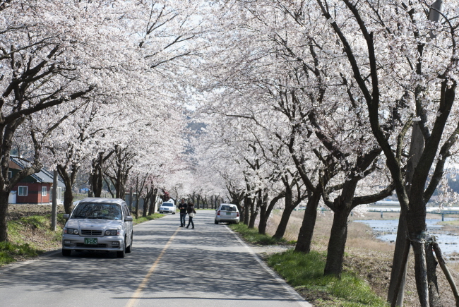 주산벚꽃축제 내달 11일 개막