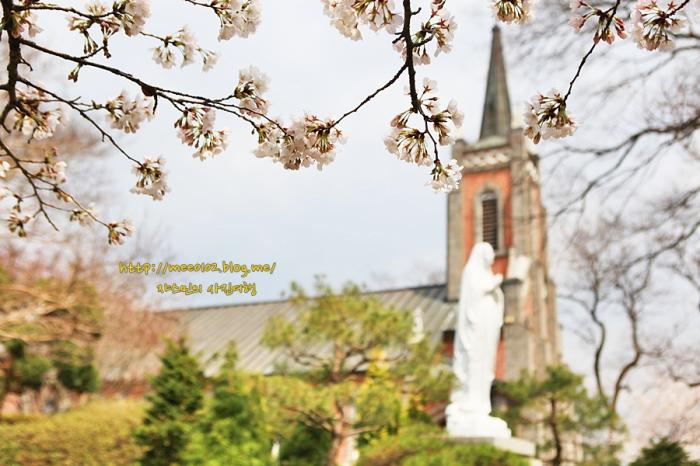 세상에서 가장 아름다운 성당에서 벚꽃놀이
