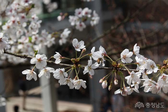 봄을 대표하는 벚꽃의 향연
