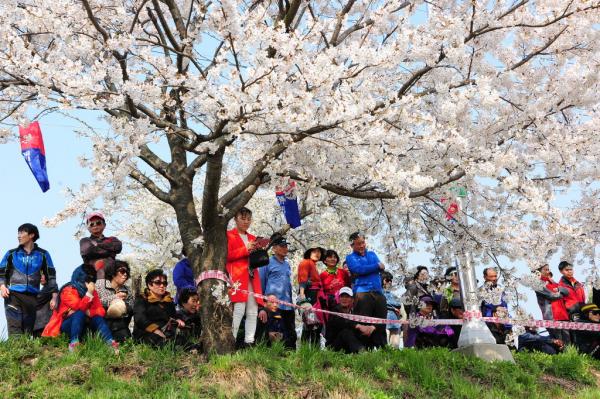 [서산]벚꽃 휘날리며 다채로운 공연을