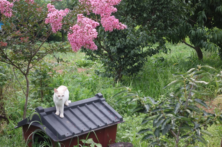 백일홍 만발한 시골집의 여름 사진