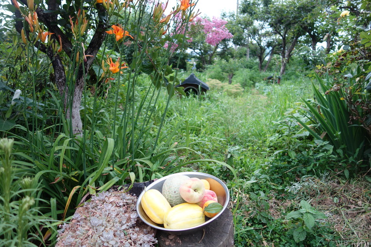 백일홍 만발한 시골집의 여름 사진